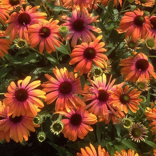 Echinacea - Butterfly Rainbow Marcella